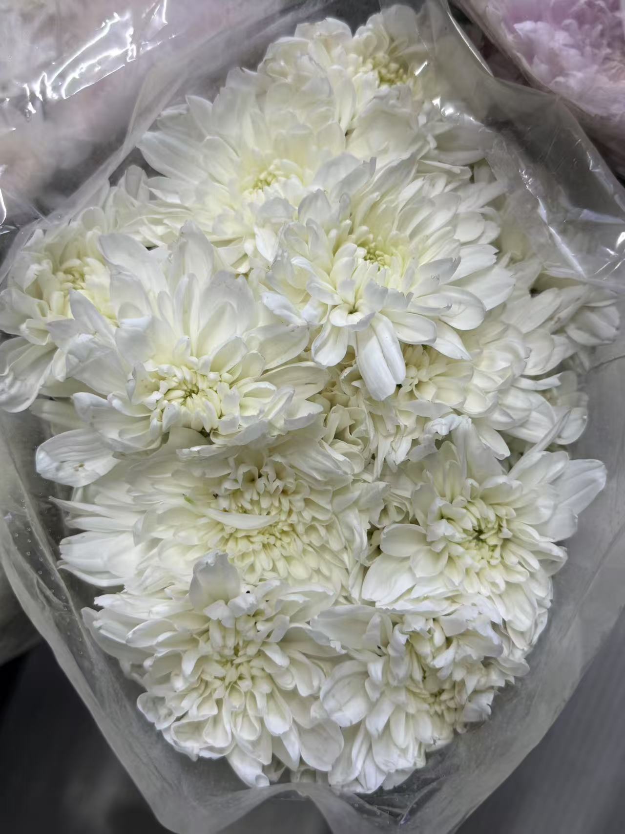 Chrysanthemum POLARIS/DECORATIVE White