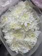 Chrysanthemum POLARIS/DECORATIVE White
